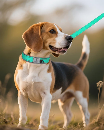 Joytale Halsband Hund, Weich Hundehalsband Gepolstert Neopren Hunde Halsband Für Mittelgroße Hunde, Nylon Reflektierend Breit Halsbänder, Türkis