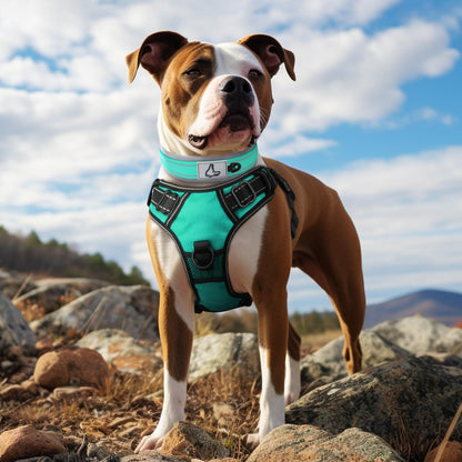 Joytale Halsband Hund, Weich Hundehalsband Gepolstert Neopren Hunde Halsband Für Mittelgroße Hunde, Nylon Reflektierend Breit Halsbänder, Türkis