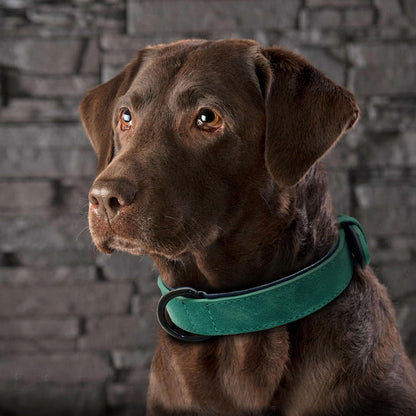 Didog Hundehalsband Aus Weichem, Gepolstertem Leder, Atmungsaktives, Strapazierfähiges Hundehalsband Aus Leder Mit Verstellbarer, Rostfreier Metallschnalle Für Mittelgroße Und Große Hunde, Grün, L